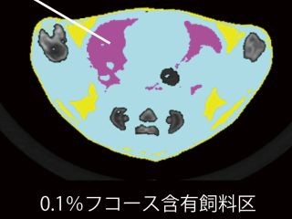 高カロリー食によるほ乳類の体重増加、昆布等に含まれる成分が抑制 - 東大