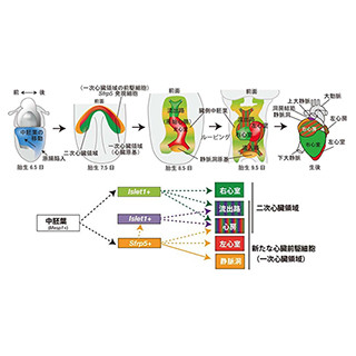 広島大、右心室以外の心臓を構成する細胞へ分化する前駆細胞を発見