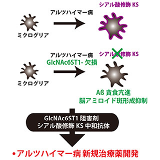 名大、アルツハイマー病発症の原因物質の蓄積に関わる糖鎖を発見