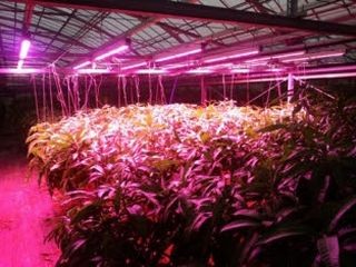 IoT活用のマンゴー栽培を宮古島で実施 - LED補光・CO2添加で生育改善