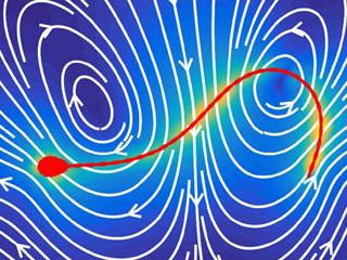 ヒトの精子の動きは方程式を解くことで計算機上で再現できる - 京大が確認