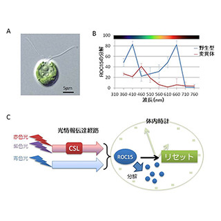 緑藻の体内時計に赤/紫の光情報を伝える因子-バイオ燃料増産の可能性