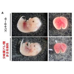 マウス肝臓の胎内発生初期段階では分岐鎖アミノ酸の代謝が重要 - 横浜市大
