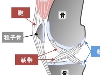 広島大×京大、筋骨格系を繋ぐ組織の成熟に転写因子Scleraxisが重要な役割