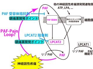 既存の鎮痛剤が効かない神経因性疼痛の緩和メカニズムを解明