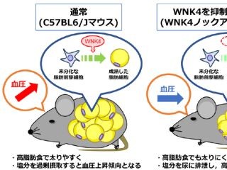 血圧制御因子WNK4が脂肪細胞の分化も制御する - メタボの病態解明に進展