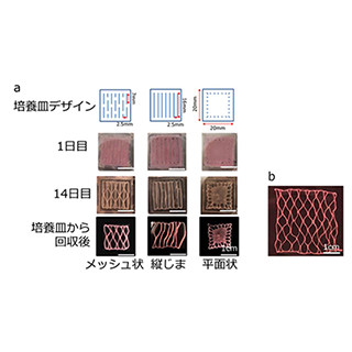 京大CiRA、ヒトiPS細胞からメッシュ状の人工心臓組織の作製に成功