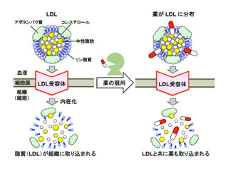 悪玉コレステロールは薬の運搬体としても機能している - 東大