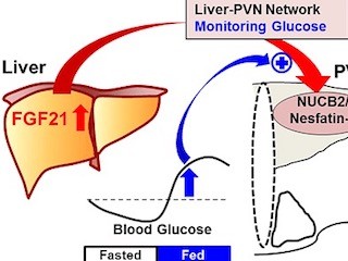 自治医科大、FGF21が血糖上昇時に摂食を抑え、過血糖を抑制することを発見