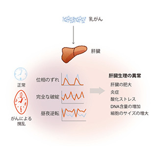 乳がんは肝臓の遺伝子発現の概日リズムを乱す - ATRがマウスで発見