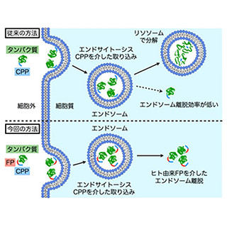 慶大、タンパク質の細胞質送達を促進するヒト由来ペプチドを発見