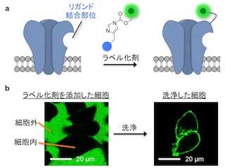 京大ら、記憶や学習に関わる神経伝達物質受容体の新たな蛍光標識法を開発