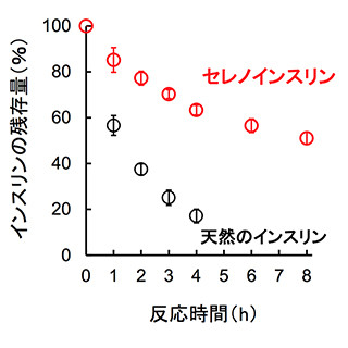 新規人工インスリンの合成と機能解明に成功-薬効が長持ちする製剤へ期待