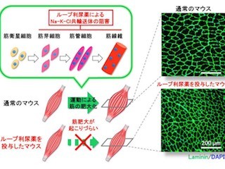 医科歯科大、ループ利尿薬が骨格筋の形成に関与 - サルコペニア治療に進展