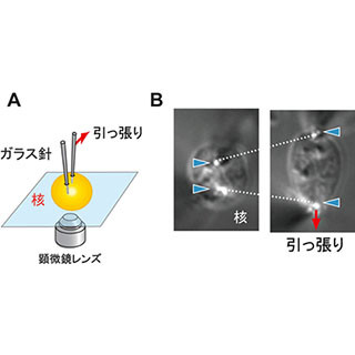 DNAがバネとして働くことで細胞核の「強さ」が生み出される - 遺伝研