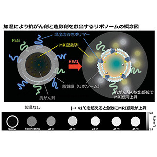 ナノ薬剤送達治療システムと重粒子線治療で高いがん治療効果 - 量研機構