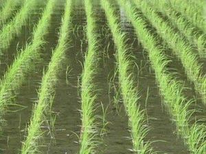 農研機構、移植水稲栽培での「雑草イネ」の発生を多数確認- 警戒が必要