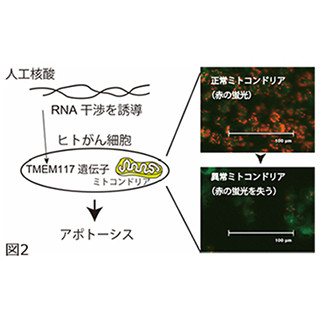 東京工科大、がん細胞にアポトーシスを誘導する人工核酸を発見