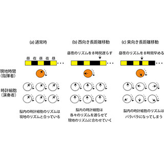 時差ボケの軽減には出発前日の早起きが有効である可能性 - お茶大と京大