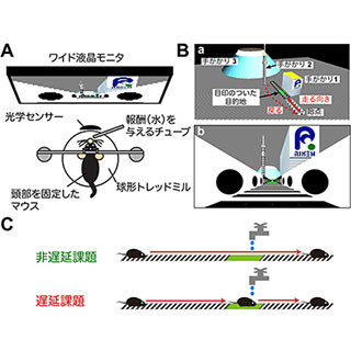 VR空間における目的地の認識には海馬と自閉症関連遺伝子の働きが重要 - 理研