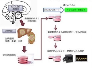 NCNP、皮膚細胞を用いて個人の体内時計の周期を簡便に推定する手法を開発