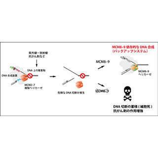 遺伝研、細胞がDNAをコピーする際の失敗に対処する新たなしくみを発見