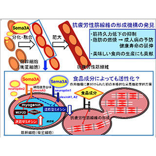 セマフォリン3Aによって抗疲労性筋線維の形成が誘導される - 九大