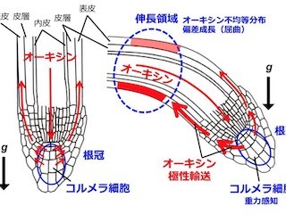 東北大など、植物の根が水分の多い方向に伸びるしくみを解明