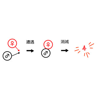 京都大学ら、オスとメスが異なる動きをすると効率的に出会えることを発見