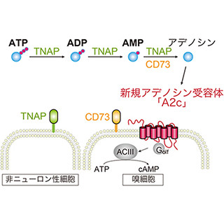 魚はどのようにして食べ物が発するATPを嗅いでいるのか - 理研が解明