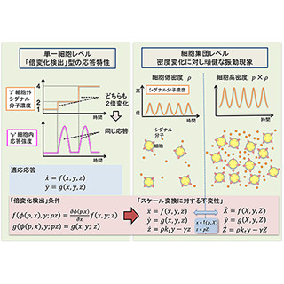 東大、場の変化を読みとる粘菌アメーバの巧みなコミュ力を発見