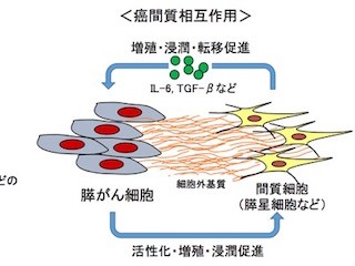 九大、膵星細胞のオートファジーの抑制が新たな膵がん治療法となる可能性