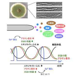 筑波大学ら、カビの菌糸が伸び続ける仕組みを解明