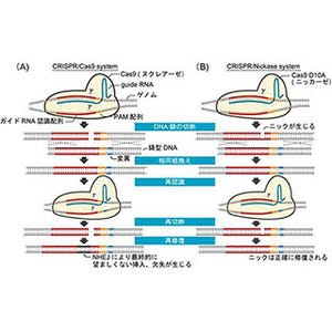 京大、CRISPR/Cas9の欠陥を克服する新ゲノム編集法を開発