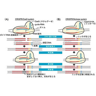 京大、CRISPR/Cas9の欠陥を克服する新ゲノム編集法を開発