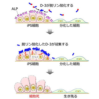 京大CiRA、合成ペプチドを用いて未分化iPS細胞を効率的に除去する手法を開発