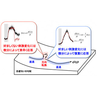 線虫は嫌いな匂いから遠ざかるために「意思決定」する - 阪大が遺伝子を発見