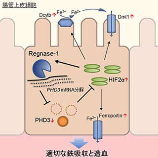 京大、貧血時に鉄の吸収を促進するフィードバック機構を発見