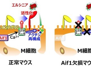 東大、腸などの粘膜面における抗原取り込み機能の分子メカニズムを解明