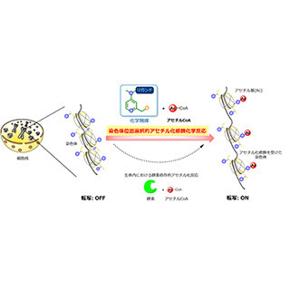 東大、ヒストンの狙った部位にアセチル化修飾を導入する触媒を開発