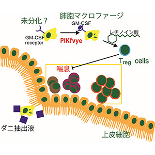 肺胞マクロファージ分化に必須の酵素を発見 - 喘息の抑制に重要な役割