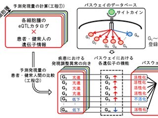 理研ら、免疫機能の個人差に関わる遺伝子カタログを作成- 疾患の新たな解析