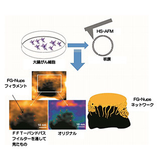 金沢大、高速原子間力顕微鏡で大腸がん細胞の核膜孔の動きを観察