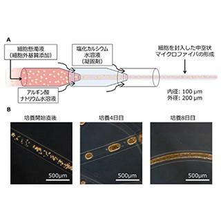 細胞ファイバ技術でヒトiPS細胞を効率よく増殖させる技術 - 東大が開発