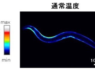 東北大、高温による筋細胞崩壊メカニズムを解明- 熱中症の重症化予防へ