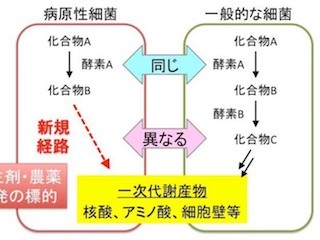 北大、有害微生物に特有な生合成経路を解明- 医薬・農薬開発に有効な発見