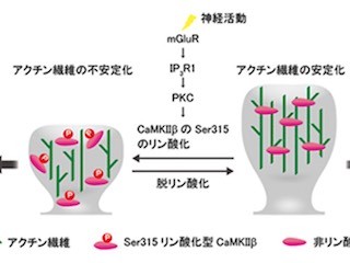 理研、運動をつかさどる小脳の神経回路を正しく維持するメカニズムを解明