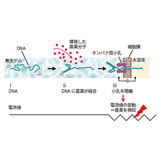 揮発した残留農薬を空気中から検知できる、非破壊検査可能なセンサを開発