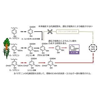 植物成分のリグニンだけでポリマー原料を効率的に生産する微生物を開発