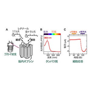 動物プランクトンの脳にある光センサータンパク質が紫外線を感知すると発見